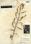 Serjania mexicana (L.) Willd., Belize, C. L. Lundell 4053, F